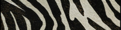 Бордюр (10x40) Zel 141 F. Do Bianco Zebra - Zoo Design Бордюр (10x40) Zel 141 F. Do Bianco Zebra - Zoo Design