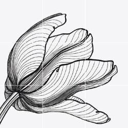 Панно Van Der Hilst 1 Bianco Extra 60x60 Tuli Charme Bardelli Панно Van Der Hilst 1 Bianco Extra 60x60 Tuli Charme Bardelli