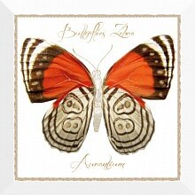 Декор (30x30) Farfalla Arancione - Farfalla Декор (30x30) Farfalla Arancione - Farfalla