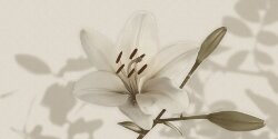 Плитка 60x120 PF096510 Gioia Dec Lilium Ret Gardenia Orchidea Gioia Плитка 60x120 PF096510 Gioia Dec Lilium Ret Gardenia Orchidea Gioia